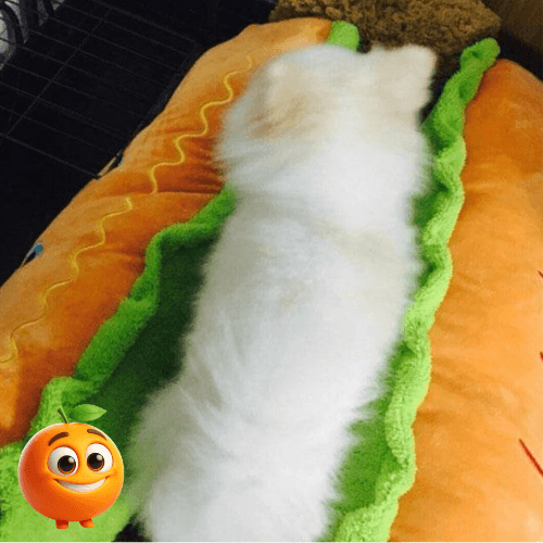 Cama para Pets - Hot Dog - Laranja Shop