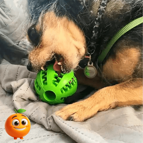 Bola De Borracha Para Mastigação Canina - Laranja Shop