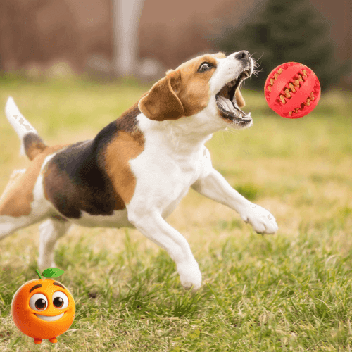 Bola De Borracha Para Mastigação Canina - Laranja Shop